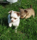 �ivava dlouhosrst� bez PP 