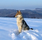 �eskoslovensk� vl��k �t��ata s PP