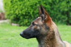 Belgick ovk Malinois 