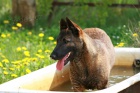 Belgick ovk Malinois 