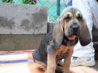 Bloodhound �t���tka