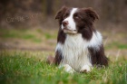 Kryt� chovn�m psem Border Collie