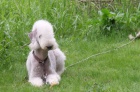 Bedlington teri�r