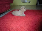 Lhasa apso s PP