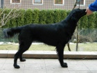 Flat coated retriever �t���tka
