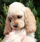 americk� kokr�pan�l