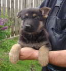 �ern� a znakat� fena NO s pr�kazem p�vodu