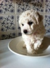 BI�ONEK-BICHON A POIL FRISE
