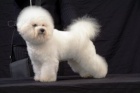 BI�ONEK-BICHON A POIL FRISE