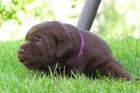 �t��ata Labradorsk� retriever s PP - hn�d�, �lut�