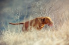 Vizsla - �t���ta Ma�arsk� oha�
