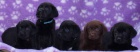 Labrador retriever s PP(ern a hnd-pejsci)