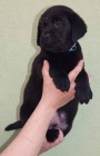 Labrador retriever s PP(ern a hnd-pejsci)