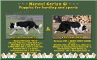 Fenka border collie na pr�ci a sport, zahrani�n� kryt�