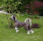 Kryt� ��nsk� chocholat� pes