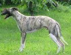 vipet , whippet kryt�