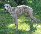 vipet , whippet kryt�