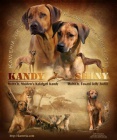 Rhodesian ridgeback-posledn� �tandartn� ps�k!