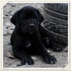 N�meck� doga s PP