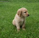 Hovawart - plav� pes s PP