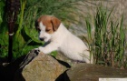 Jack Russell Teri�r - �t���tka s PP