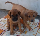 Rhod�sk� ridgeback - �t���tka s pp
