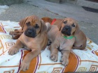 Rhod�sk� ridgeback - �t���tka s pp