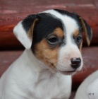 jack russell terier