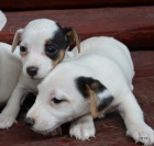 jack russell terier