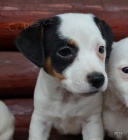 jack russell terier