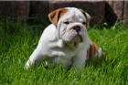 Anglick� buldok �t��ata na prodej
