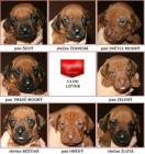 RHOD�SK� RIDGEBACK - vymazlen� �t���tka s PP