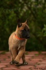 Belgick ovk malinois