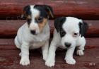 �t�n�tka jack russell terier