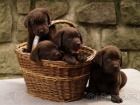 Labradorsk� retr�vr-�okol�dov� a �ern� �t�n�tka s PP