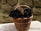 Labradorsk� retr�vr-�okol�dov� a �ern� �t�n�tka s PP