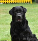 Labradorsk� retr�vr-�okol�dov� a �ern� �t�n�tka s PP