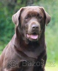 Labradorsk� retr�vr-�okol�dov� a �ern� �t�n�tka s PP