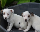 �t�n�tka jack russell terier