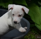 �t�n�tka jack russell terier