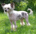 ��nsk� chocholat� pes nah�� kryt�