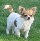 �ivava dlouhosrst� 