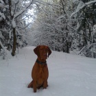 Nab�z�m psa ke kryt�