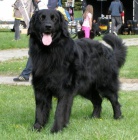 hovawart �t��ata s PP