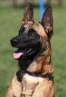 Belgick ovk malinois