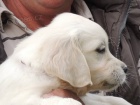 Golden Retriever �t��ata s PP