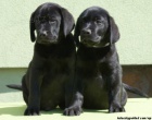 Labrador retriever s PP ern ..pejsci