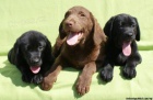 Labrador retriever s PP ern ..pejsci