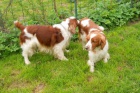 Welsh Springer Spaniel - �t��ata s PP