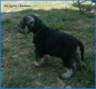 Kn�ra� mal� pep� a s�l s PP